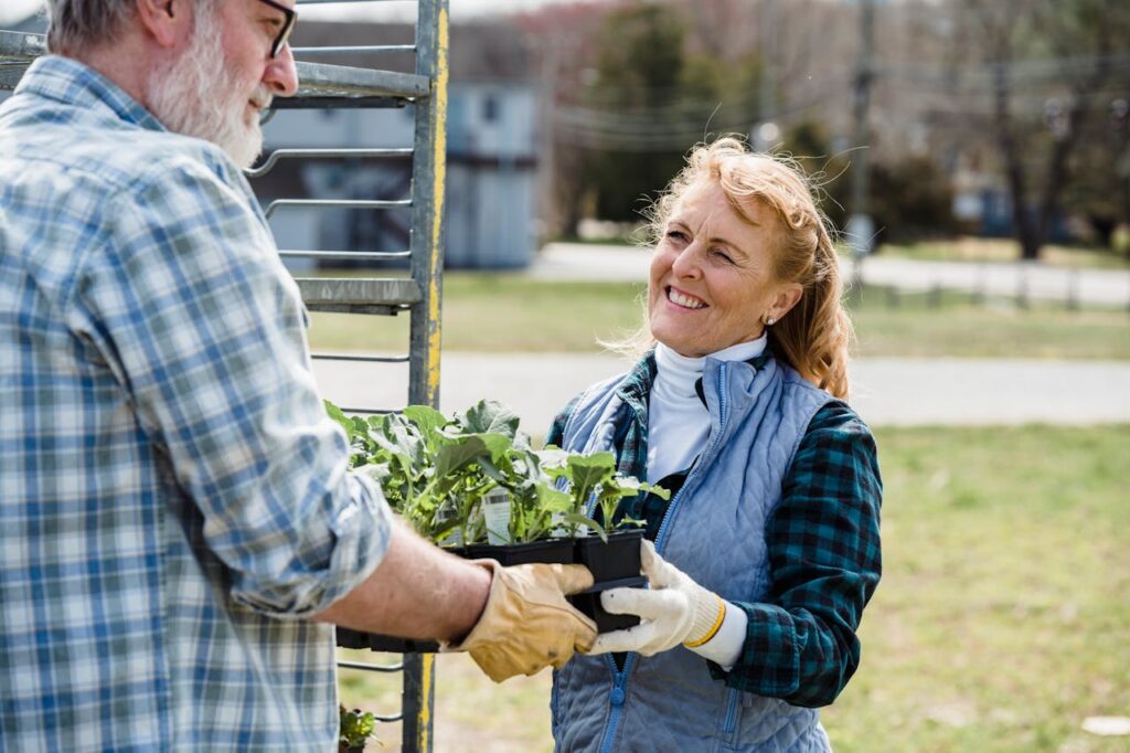 Couple of elderly gardeners in checkered shirt standing in farmland and holding box with green fresh lettuce leaves together while looking away in daytime